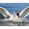 An 8" x 10" matte finish archival quality print of a trumpeter swan available at Cove Creek Photography.